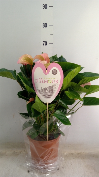 <h4>Anthurium  'Summer Love Imp'</h4>