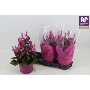 CEL WILD PINK