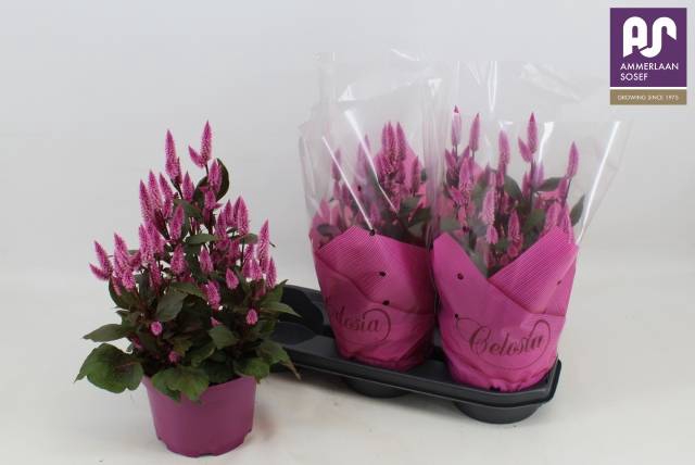 <h4>CEL WILD PINK</h4>