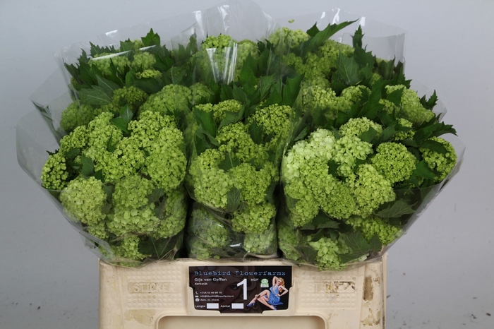 <h4>VIBURNUM ROSEUM ST</h4>