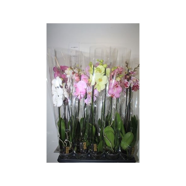 <h4>Phal Gem 5 Kl 2 Branches 16+</h4>