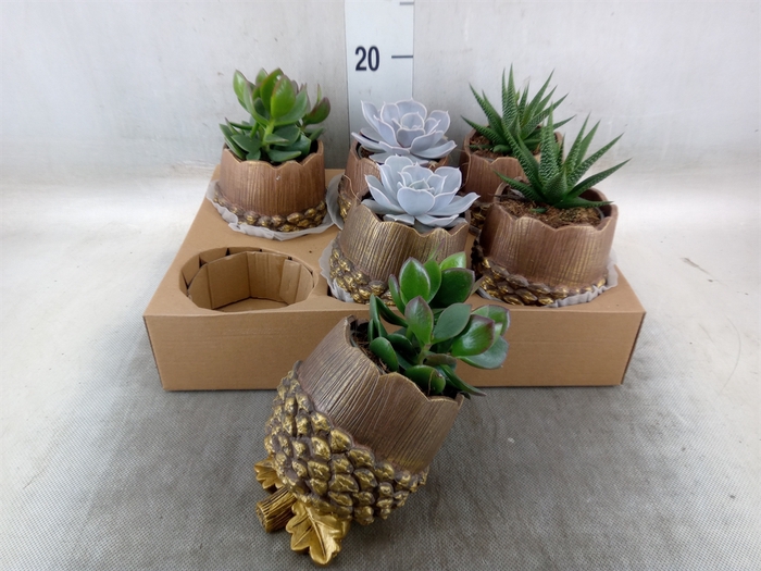 <h4>Arr.  Succulents L%</h4>