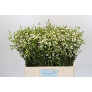Chamelaucium Ofir