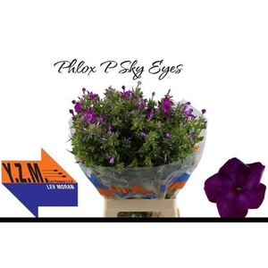 PHLOX P SKY EYES