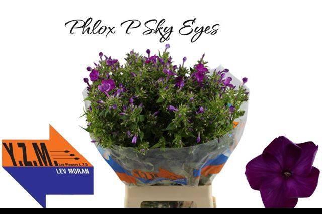 <h4>PHLOX P SKY EYES</h4>