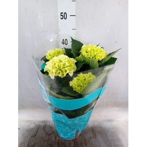 Hydrangea mac. 'Hi Diamond'