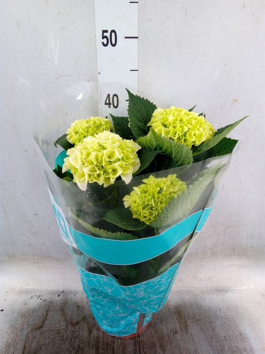 <h4>Hydrangea mac. 'Hi Diamond'</h4>