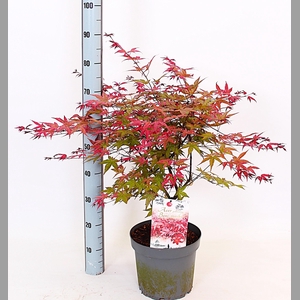 ACER PA BENI-MAIKO