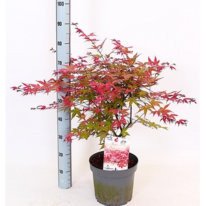 ACER PA BENI-MAIKO