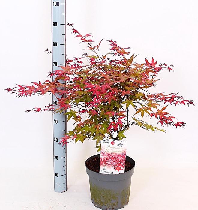 <h4>ACER PA BENI-MAIKO</h4>