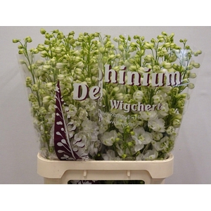 DELPH DU DEWI WH SMI