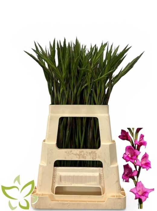 Gladiolus Summer Jewel