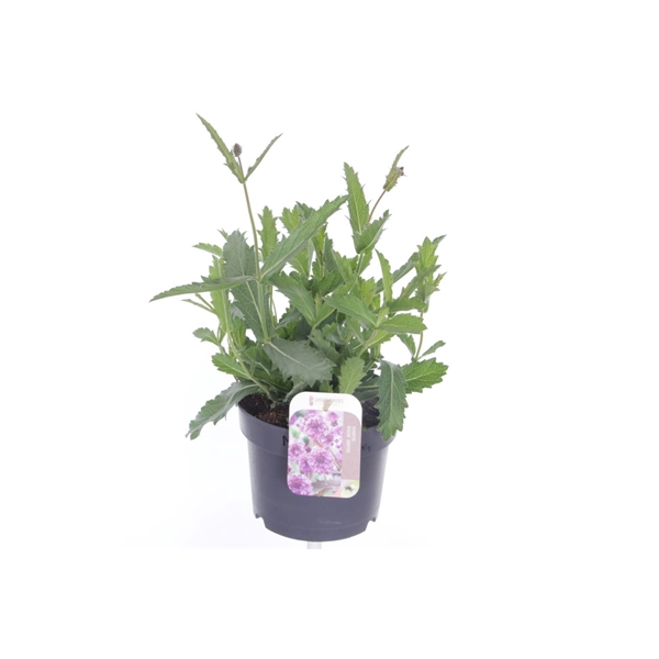<h4>Verbena rigida Santos</h4>