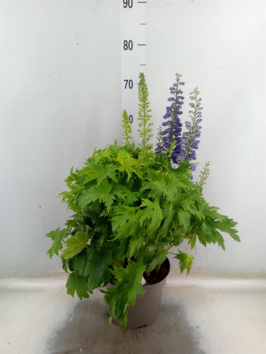 <h4>Delphinium   ...</h4>