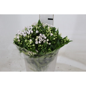 BOUVARDIA ELEGANCE BIANCA 040 CM