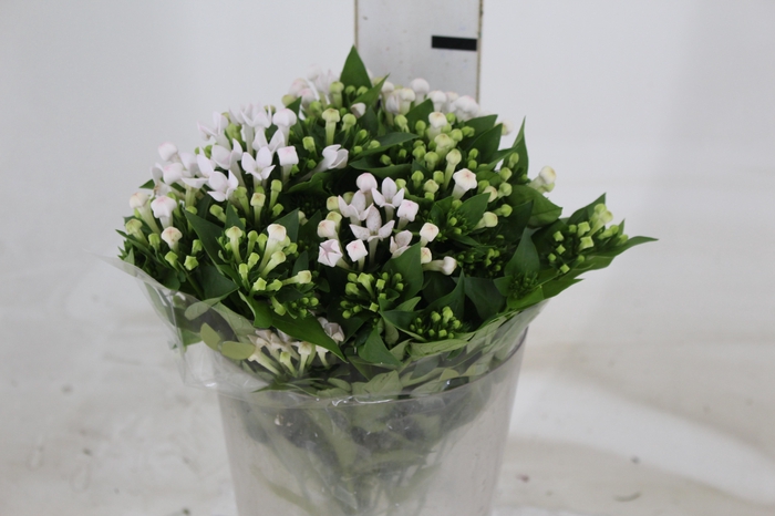 <h4>BOUVARDIA ELEGANCE BIANCA 040 CM</h4>