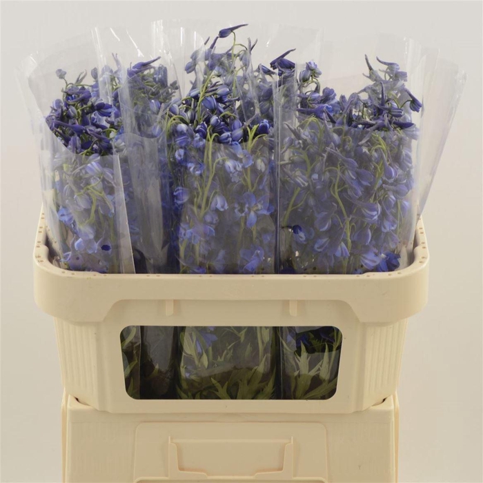 <h4>Delphinium En Del Donna Blue</h4>