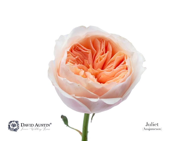 <h4>R Gr David Austin Juliet</h4>