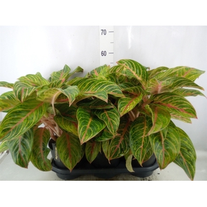 Aglaonema   ...