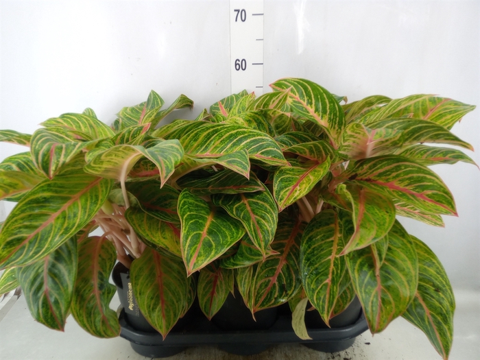 <h4>Aglaonema   ...</h4>