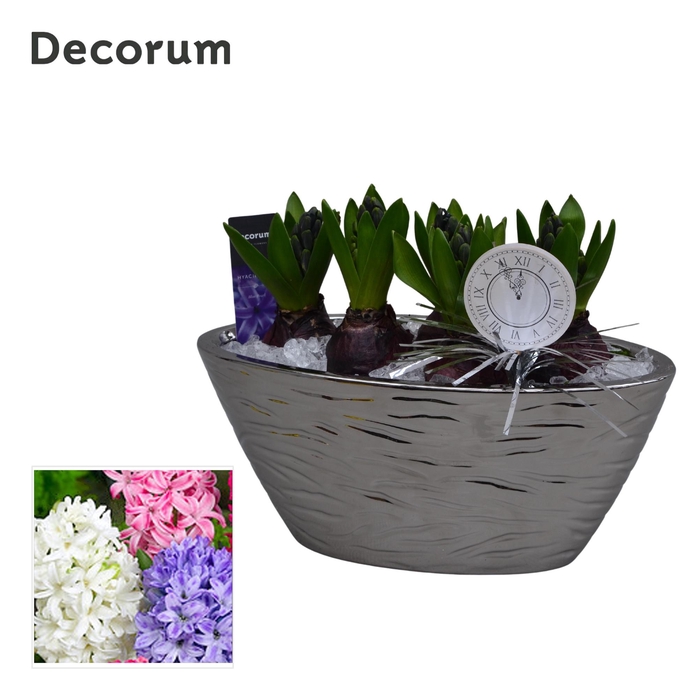 <h4>ARR HYACINTH</h4>