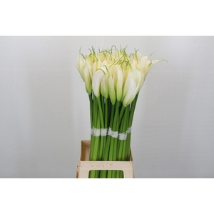 Zantedeschia Eydolls White