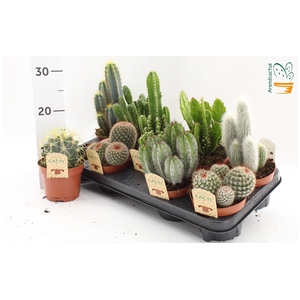 CACTUS GEM