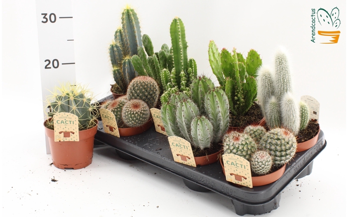 <h4>CACTUS GEM</h4>