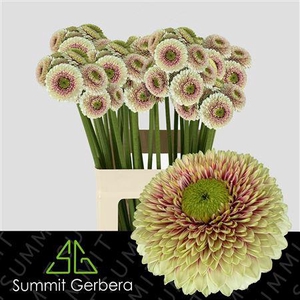 GERMINI  POM WANDA XXL