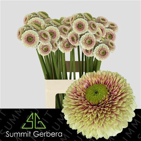 <h4>GERMINI  POM WANDA XXL</h4>
