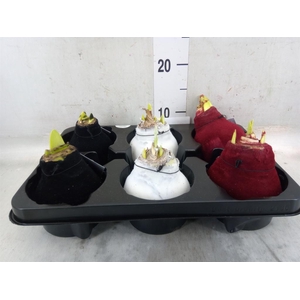 Hippeastrum   ...waxed