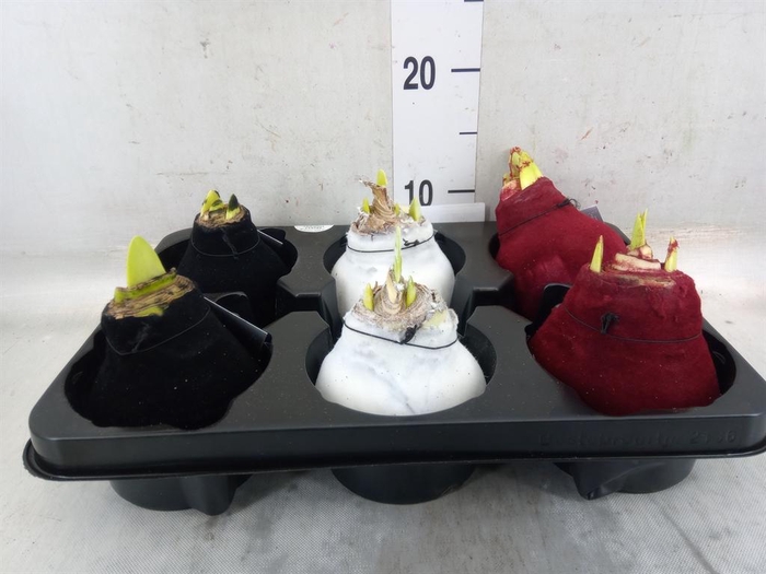 <h4>Hippeastrum   ...waxed</h4>