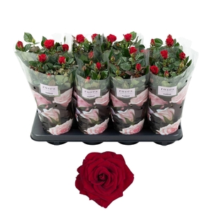 Nolina Roses Ø 13 cm Red