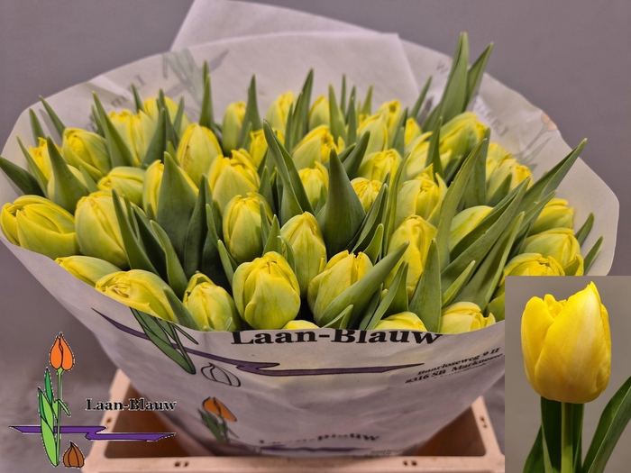 <h4>TU DU MARIE JO</h4>