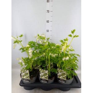 Dicentra spectabilis