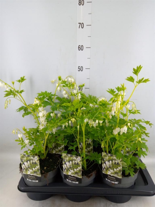 <h4>Dicentra spectabilis</h4>