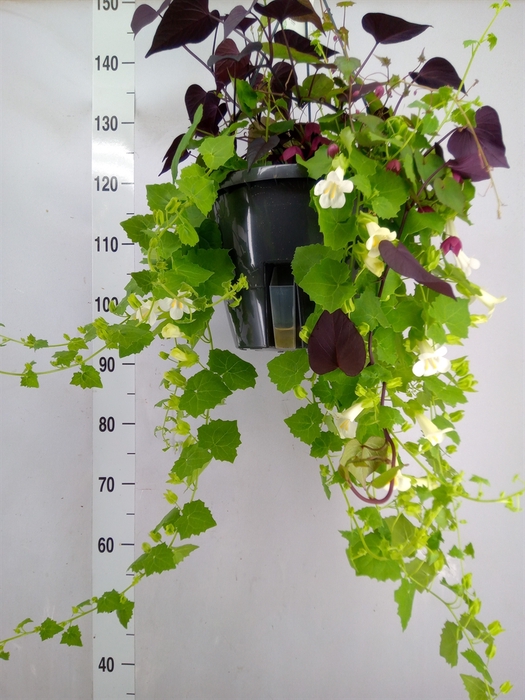 <h4>Lophospermum  'Lofos Wine Red'</h4>