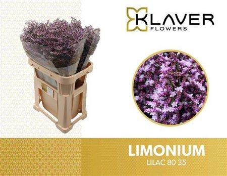 <h4>Lim Safora Lilac</h4>