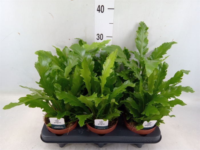 <h4>Asplenium nidus 'Campio'</h4>