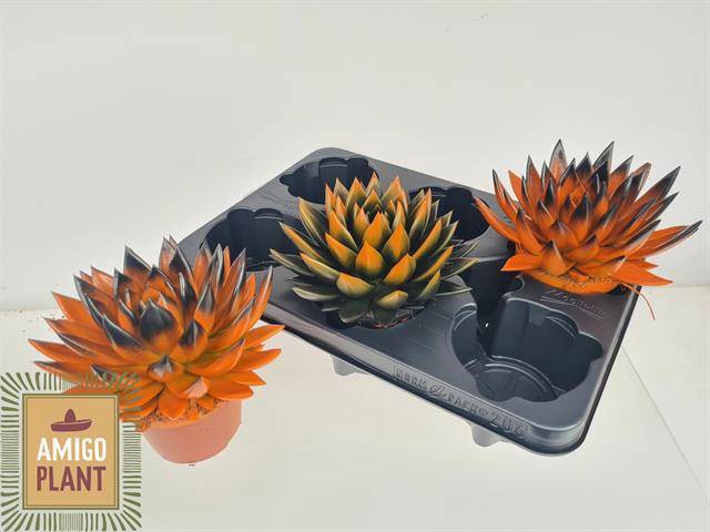 <h4>ECHEV MIRANDA</h4>