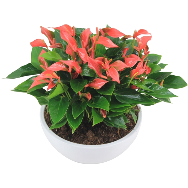 <h4>Anthurium XL.67 Trillions Red 26cm in witte keramieken schaal</h4>