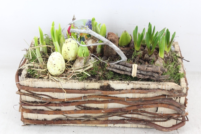 <h4>arr4 Bollenmix VL - Takken rechthoek</h4>