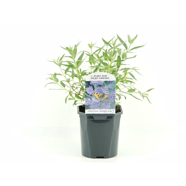 <h4>Caryopteris cland. Heavenly Blue</h4>