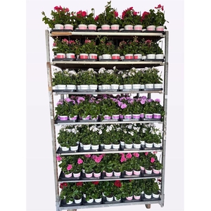 Pelargonium Peltatum Grp Atlantic gemengd
