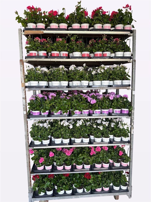 <h4>Pelargonium Peltatum Grp Atlantic gemengd</h4>