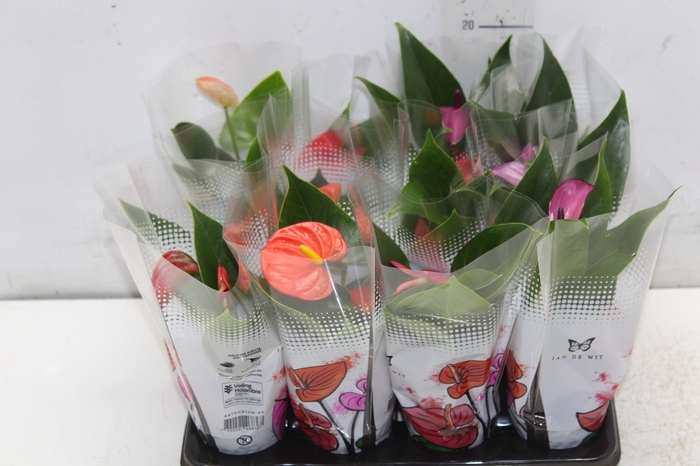 <h4>ANTHURIUM VARIADO P06</h4>