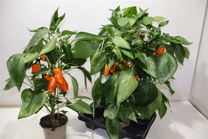 <h4>arr8 Paprika Planten Oranje</h4>