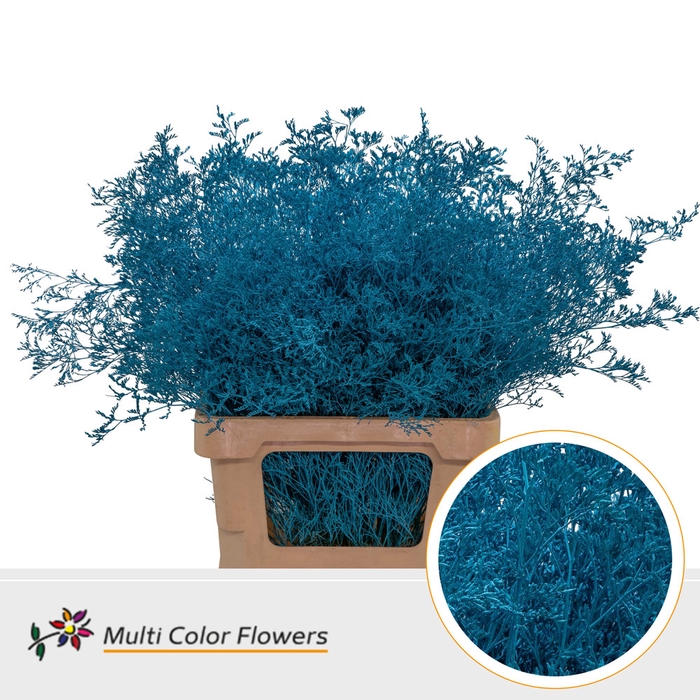 <h4>Limonium Beltlaard Turquoise</h4>