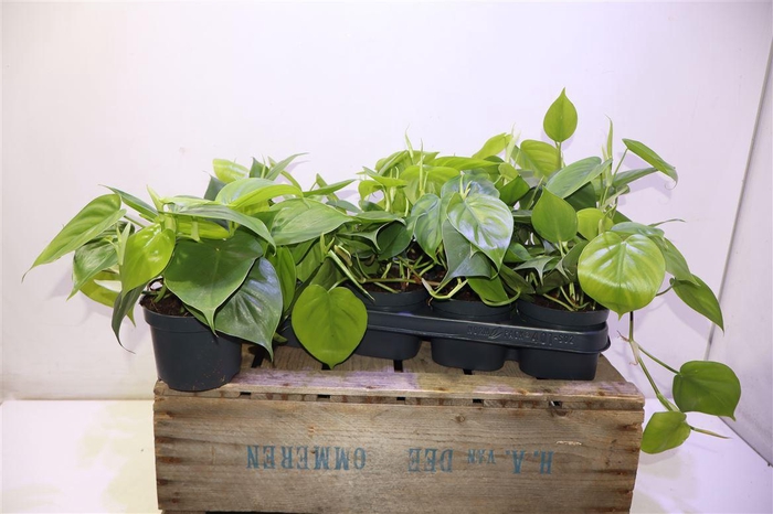 <h4>arr8 Phil Scandens</h4>