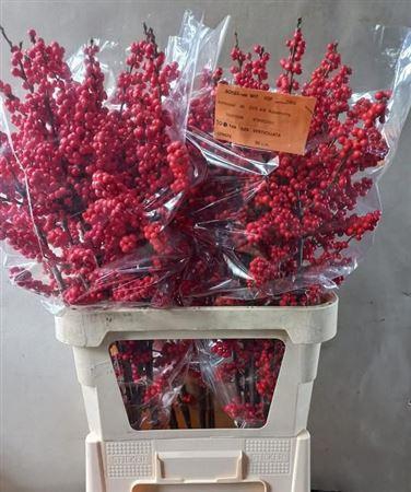 <h4>Ilex Ve Rode Bes</h4>